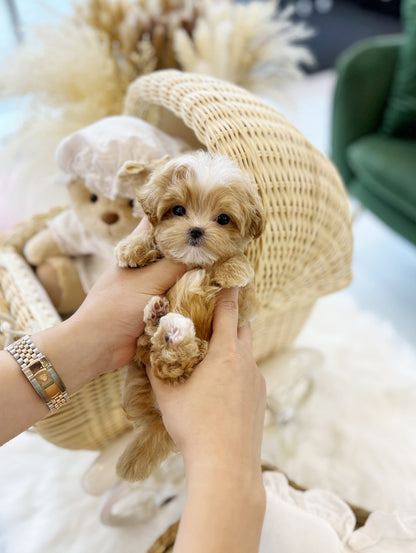 Maltipoo - Banana(Male) - Beautiful puppy teacup puppy with adorable features available for adoption from Velydog