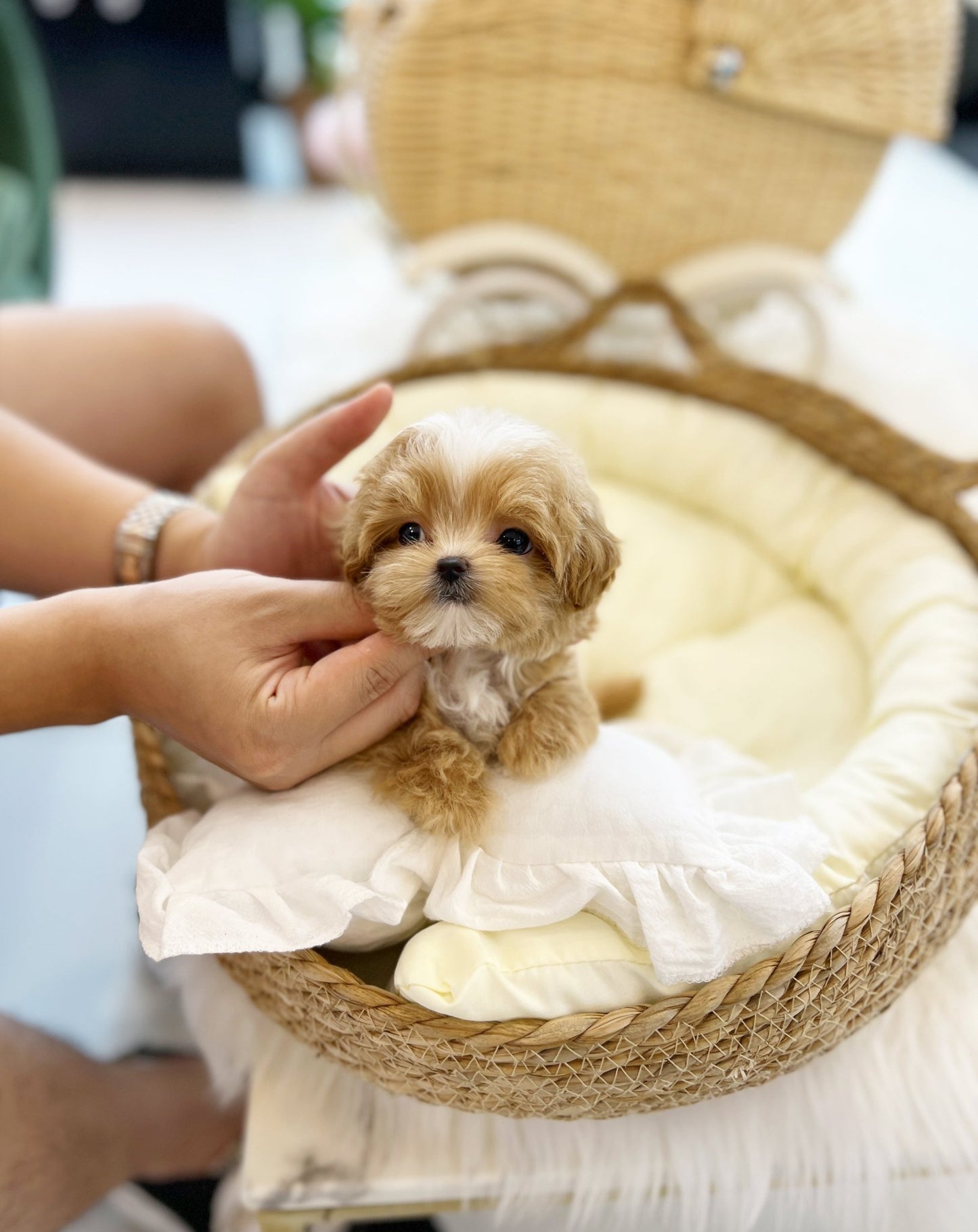 Maltipoo - Banana(Male) - Beautiful puppy teacup puppy with adorable features available for adoption from Velydog