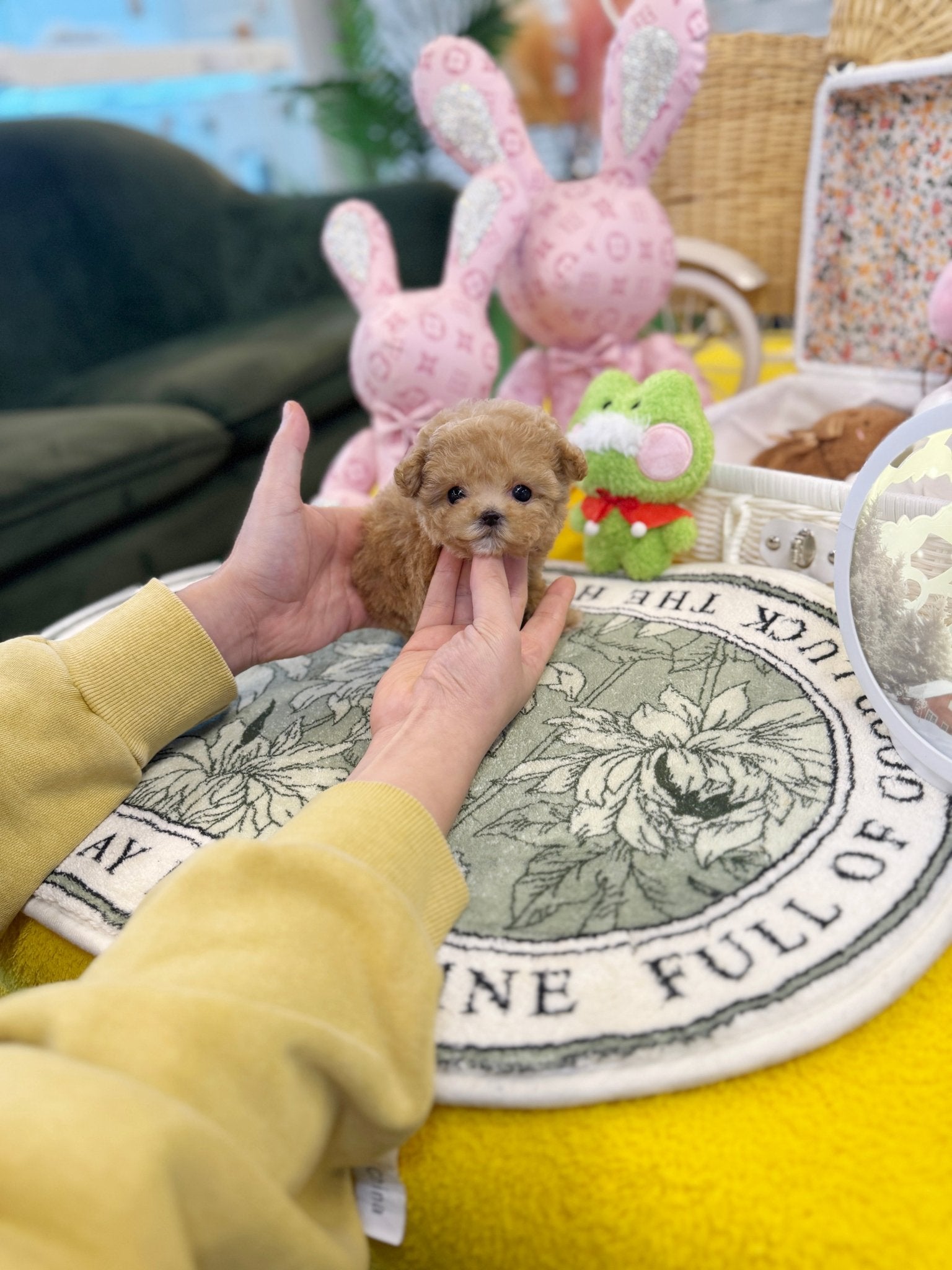 Maltipoo - Barney(Female) - Beautiful puppy teacup puppy with adorable features available for adoption from Velydog