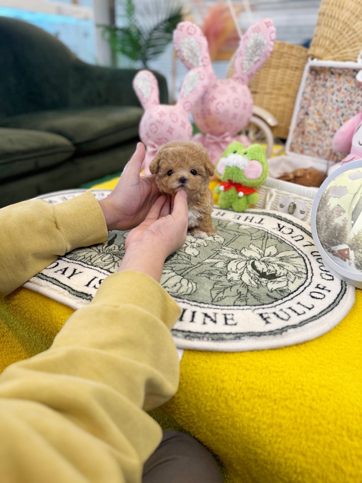 Maltipoo - Barney(Female) - Beautiful puppy teacup puppy with adorable features available for adoption from Velydog