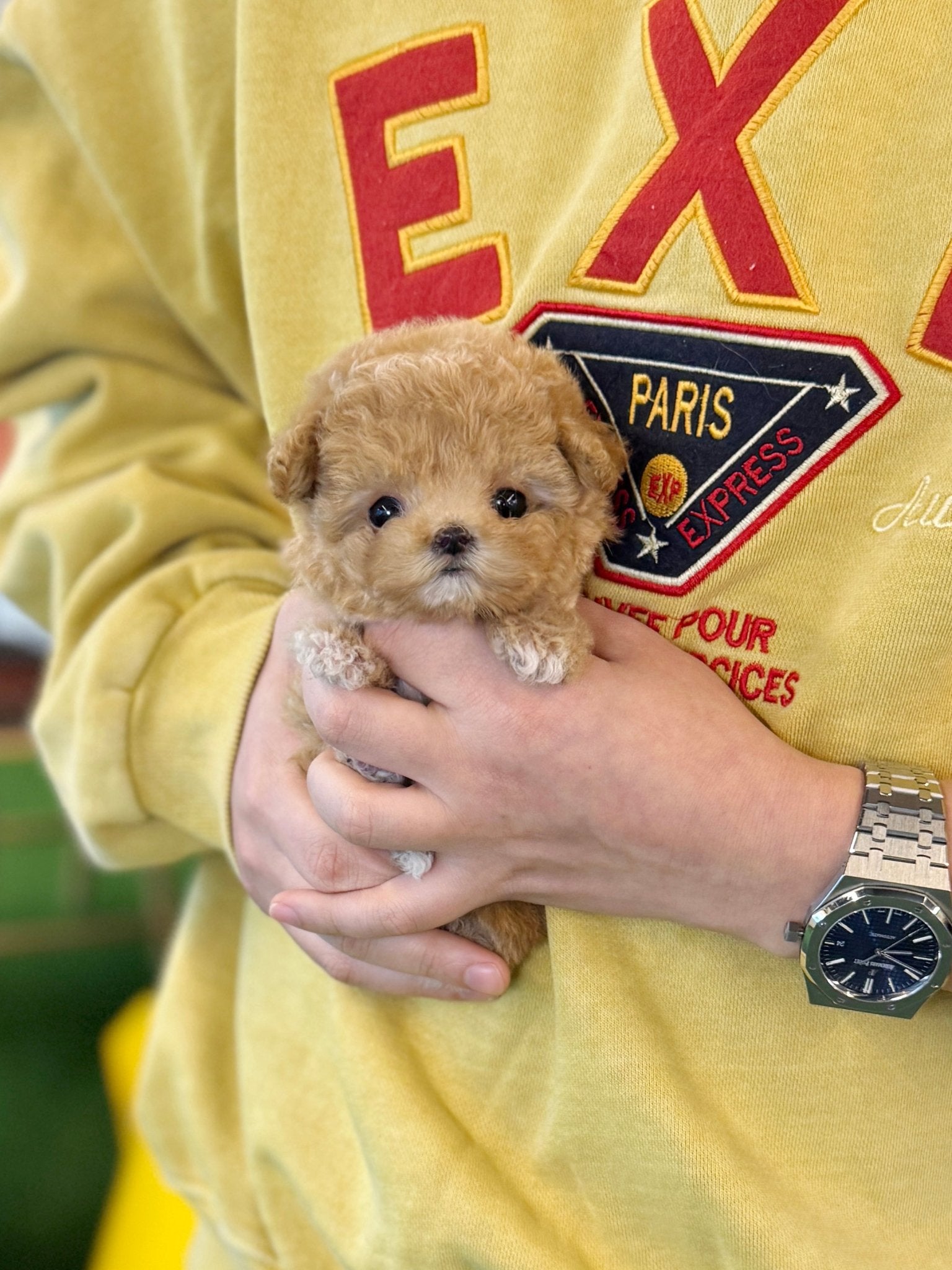 Maltipoo - Barney(Female) - Beautiful puppy teacup puppy with adorable features available for adoption from Velydog