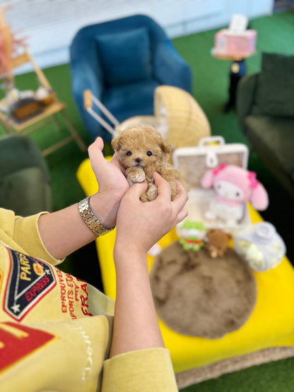 Maltipoo - Barney(Female) - Beautiful puppy teacup puppy with adorable features available for adoption from Velydog