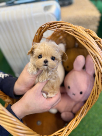 Maltipoo - Bean(Male) - Beautiful puppy teacup puppy with adorable features available for adoption from Velydog