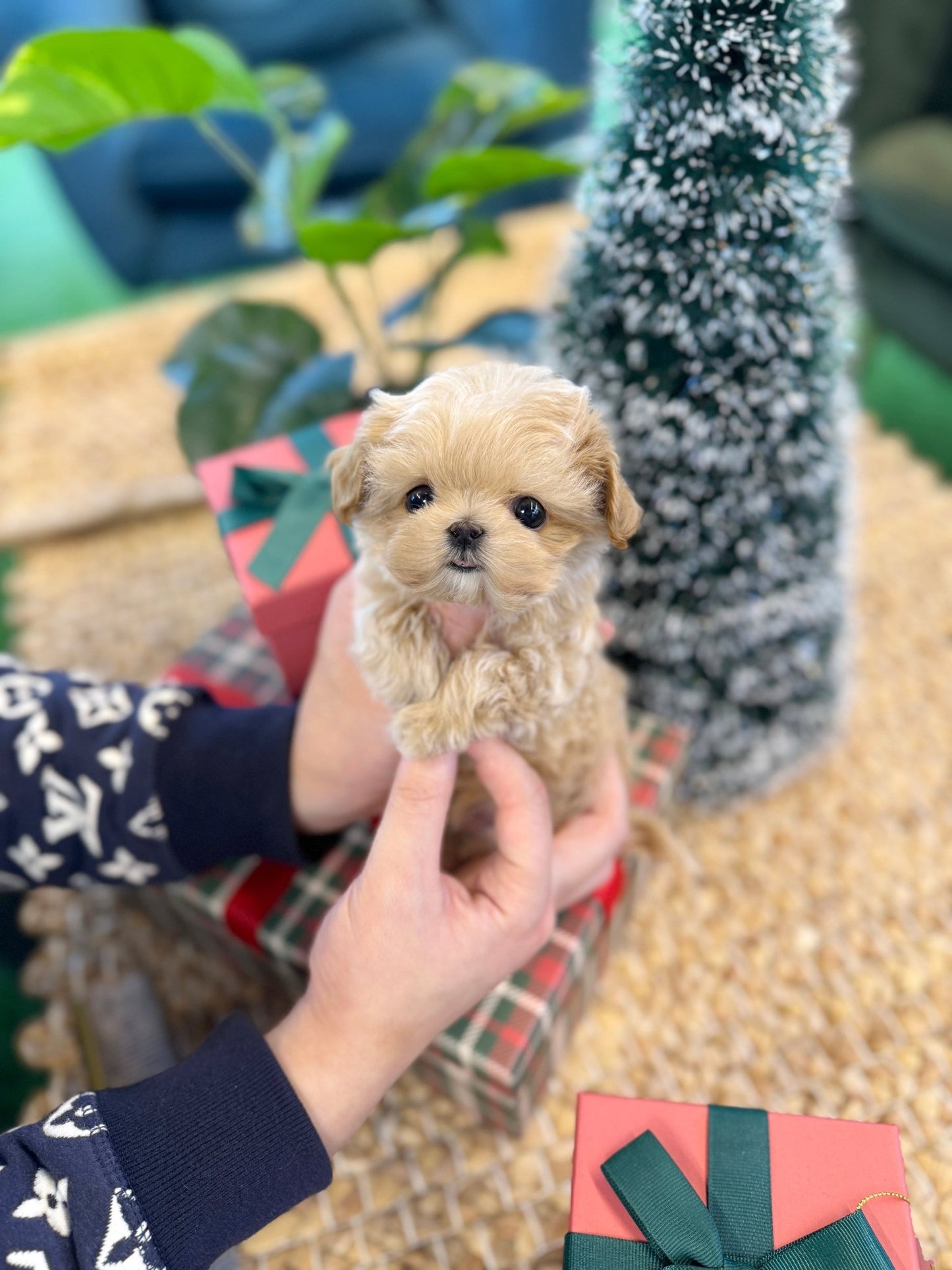 Maltipoo - Bean(Male) - Beautiful puppy teacup puppy with adorable features available for adoption from Velydog