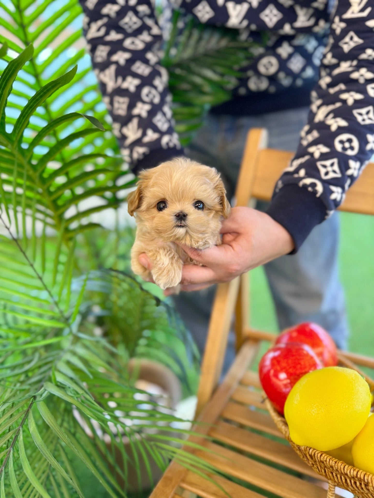 Maltipoo - Bean(Male) - Beautiful puppy teacup puppy with adorable features available for adoption from Velydog