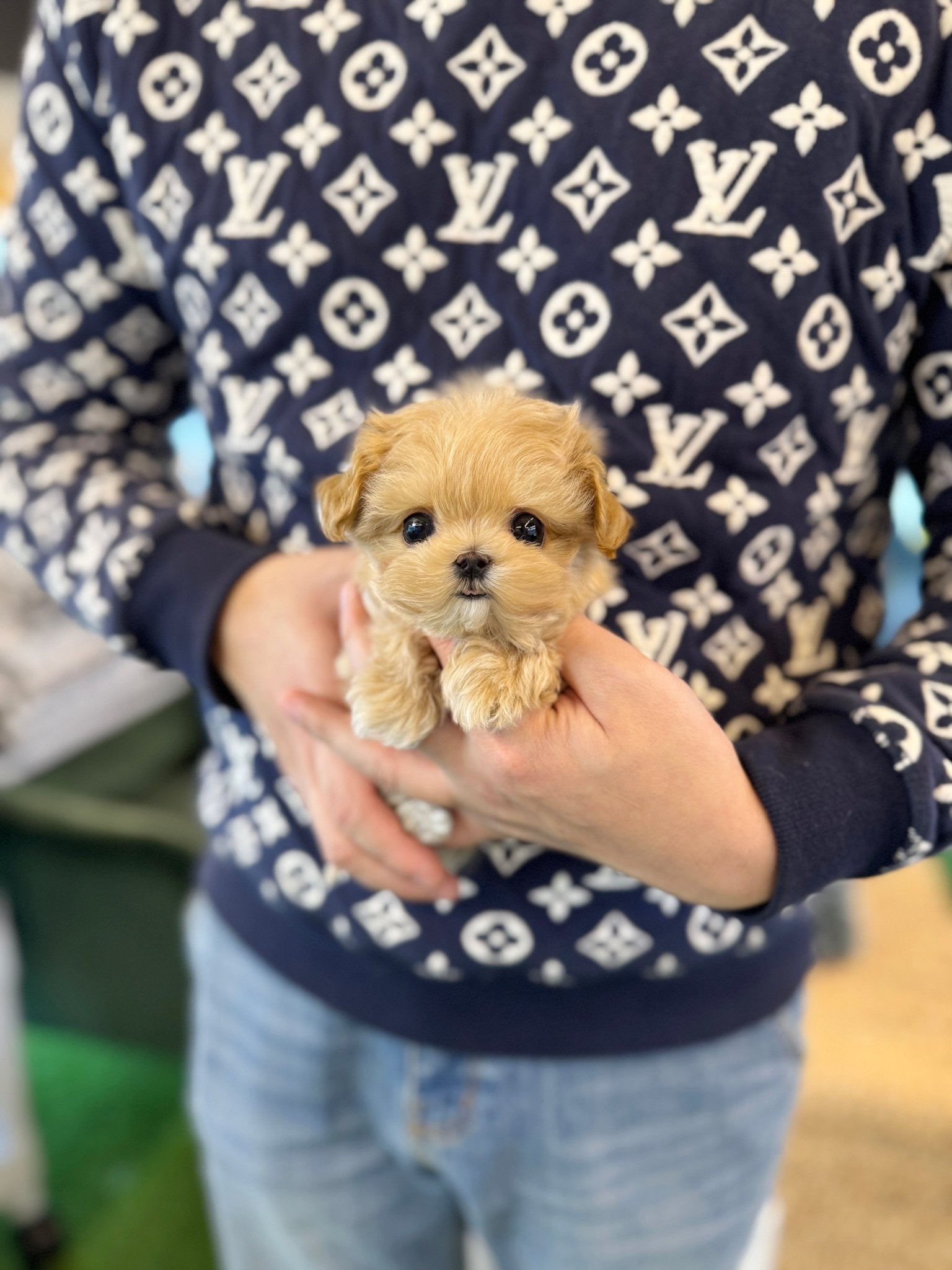 Maltipoo - Bean(Male) - Beautiful puppy teacup puppy with adorable features available for adoption from Velydog