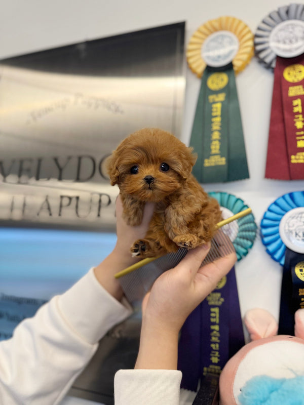 Maltipoo - Bebe(Female) - Beautiful puppy teacup puppy with adorable features available for adoption from Velydog