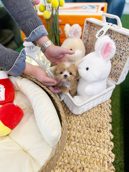 Maltipoo - Bebe(Female) - Beautiful puppy teacup puppy with adorable features available for adoption from Velydog