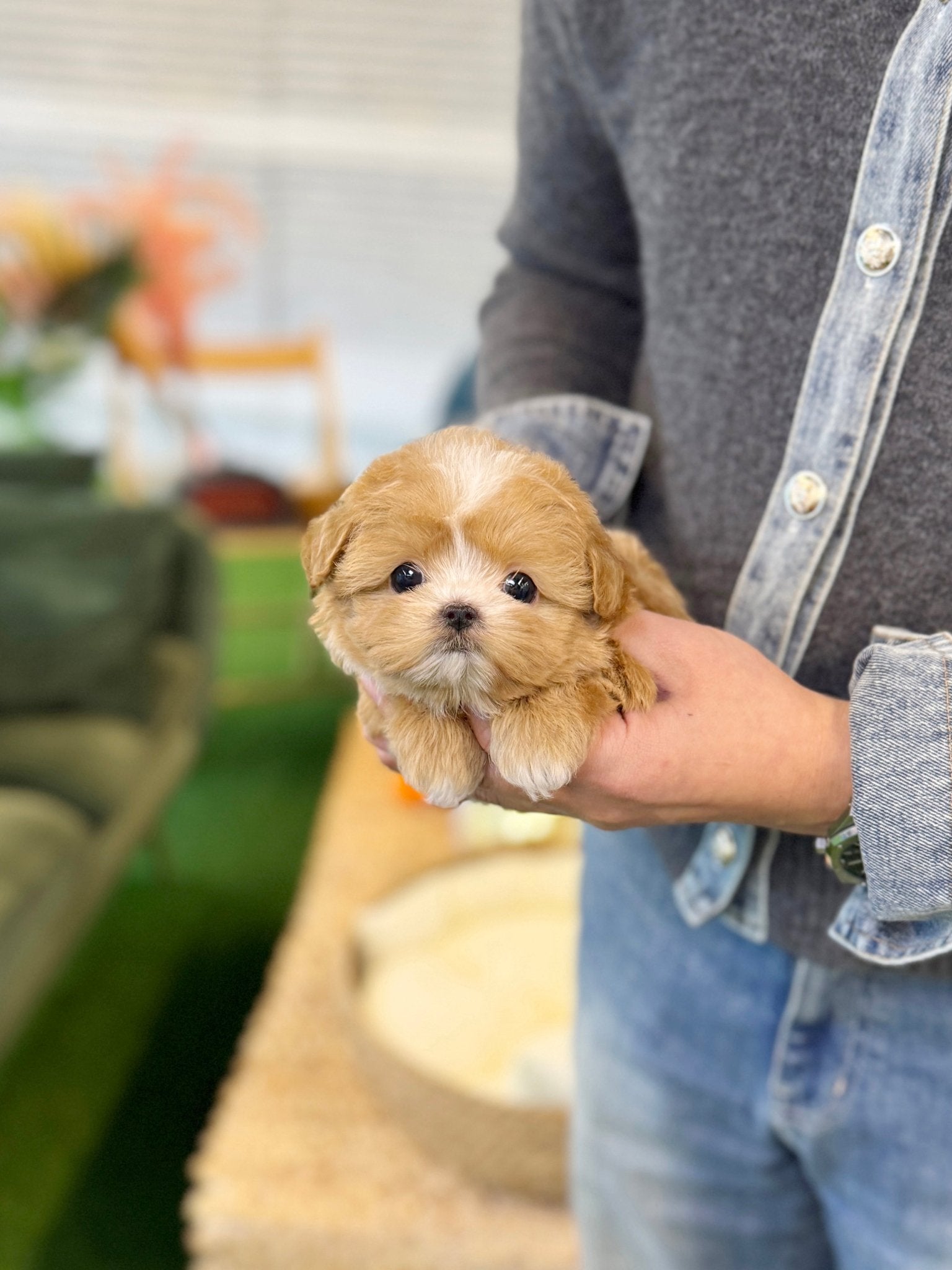 Maltipoo - Bebe(Female) - Beautiful puppy teacup puppy with adorable features available for adoption from Velydog