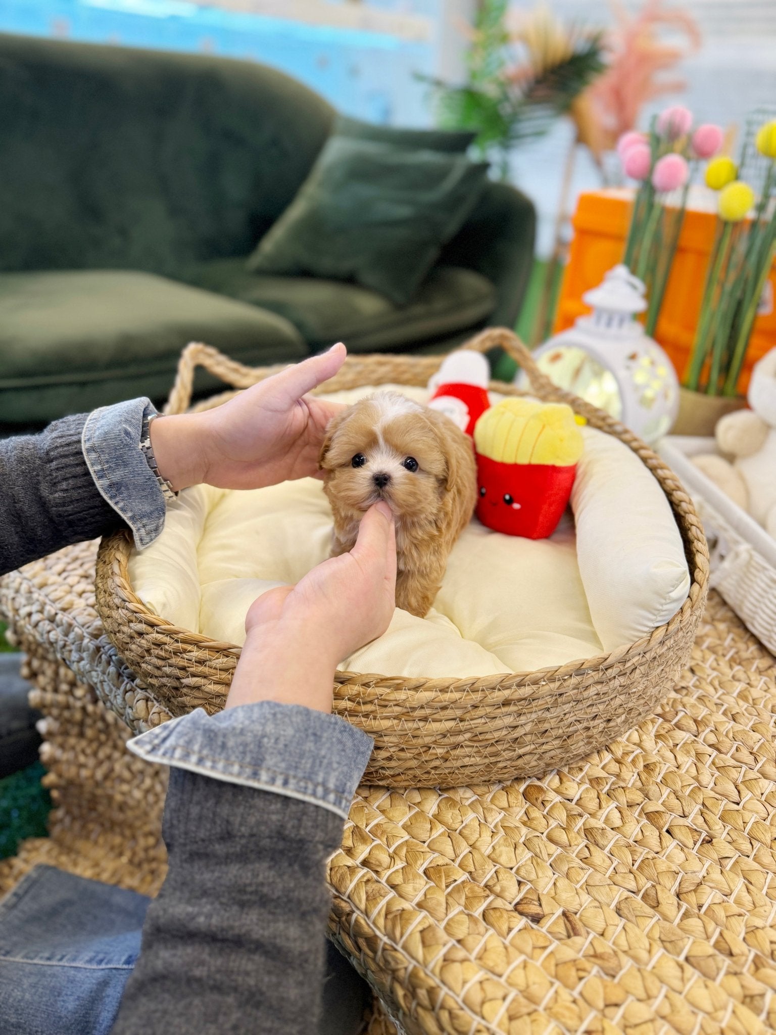 Maltipoo - Bebe(Female) - Beautiful puppy teacup puppy with adorable features available for adoption from Velydog