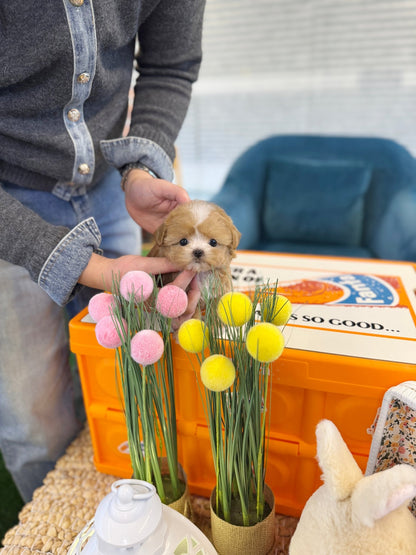 Maltipoo - Bebe(Female) - Beautiful puppy teacup puppy with adorable features available for adoption from Velydog