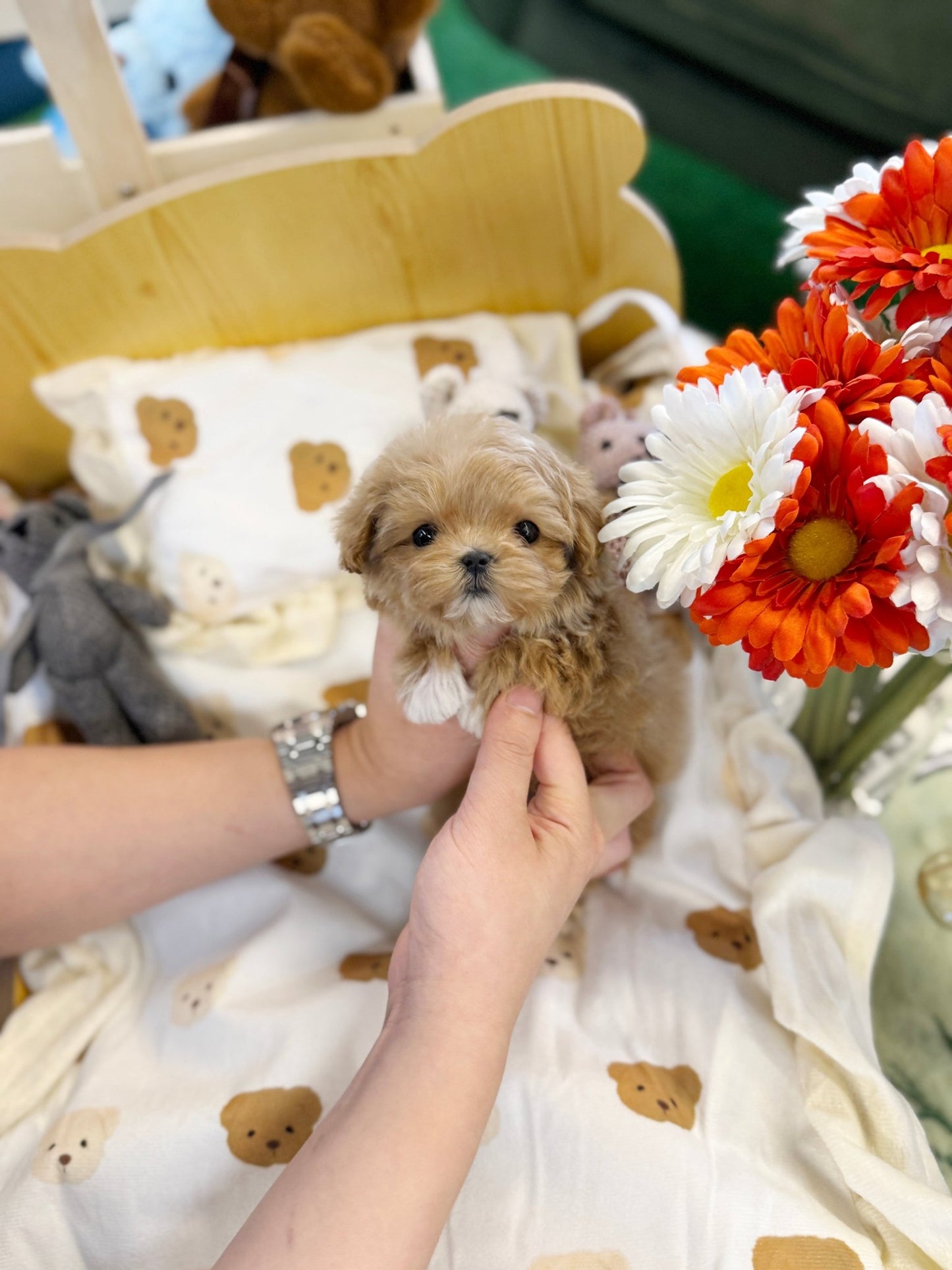 Maltipoo - Bedding(Female) - Beautiful puppy teacup puppy with adorable features available for adoption from Velydog