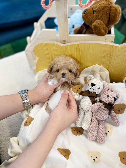 Maltipoo - Bedding(Female) - Beautiful puppy teacup puppy with adorable features available for adoption from Velydog