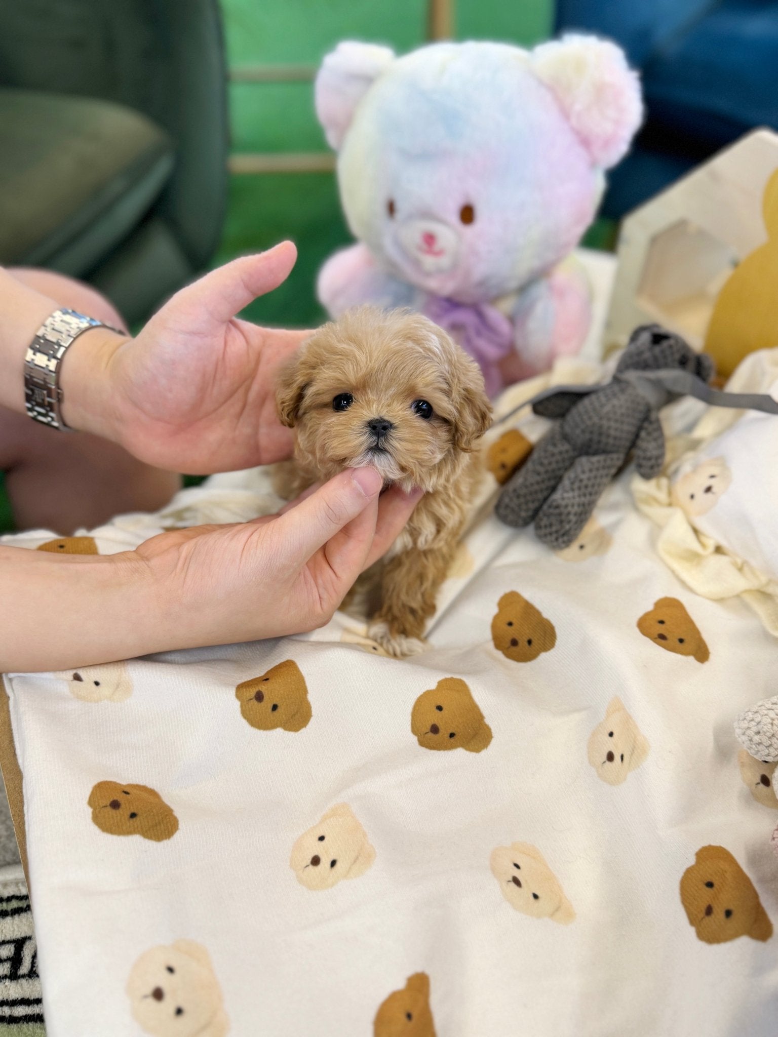 Maltipoo - Bedding(Female) - Beautiful puppy teacup puppy with adorable features available for adoption from Velydog