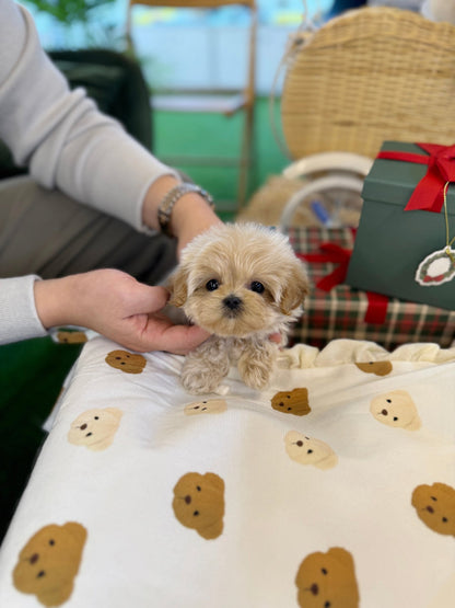 Maltipoo - Bella(Female) - Beautiful puppy teacup puppy with adorable features available for adoption from Velydog