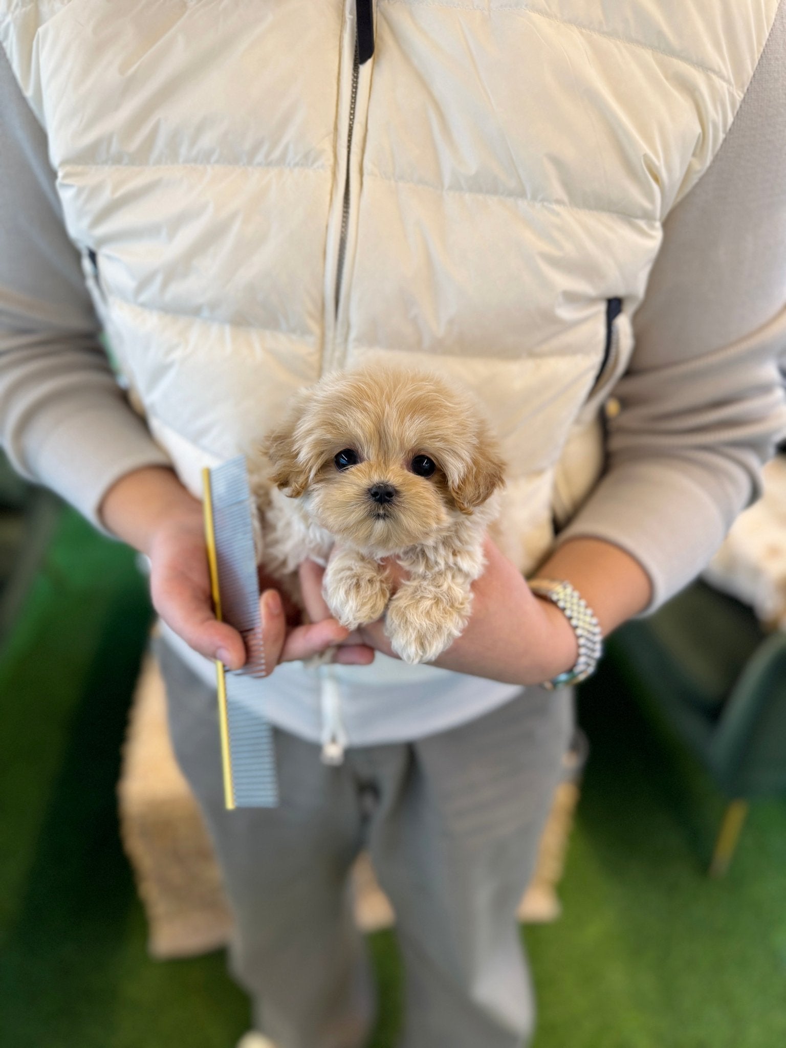 Maltipoo - Bella(Female) - Beautiful puppy teacup puppy with adorable features available for adoption from Velydog