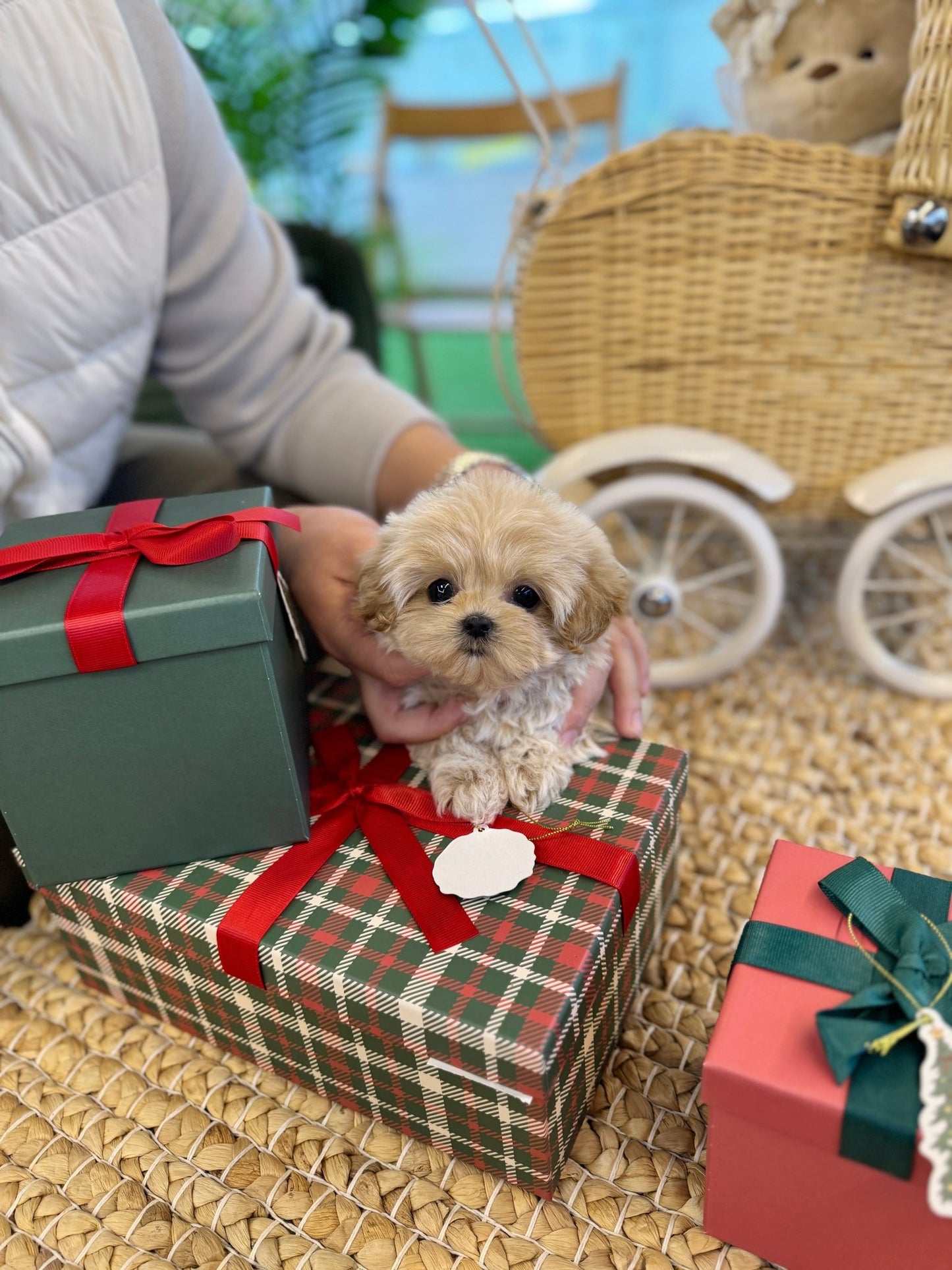 Maltipoo - Bella(Female) - Beautiful puppy teacup puppy with adorable features available for adoption from Velydog