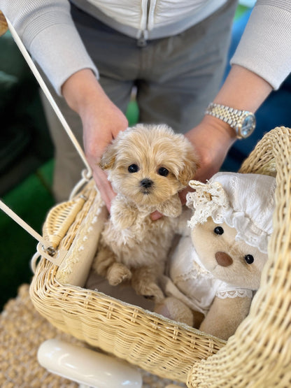 Maltipoo - Bella(Female) - Beautiful puppy teacup puppy with adorable features available for adoption from Velydog