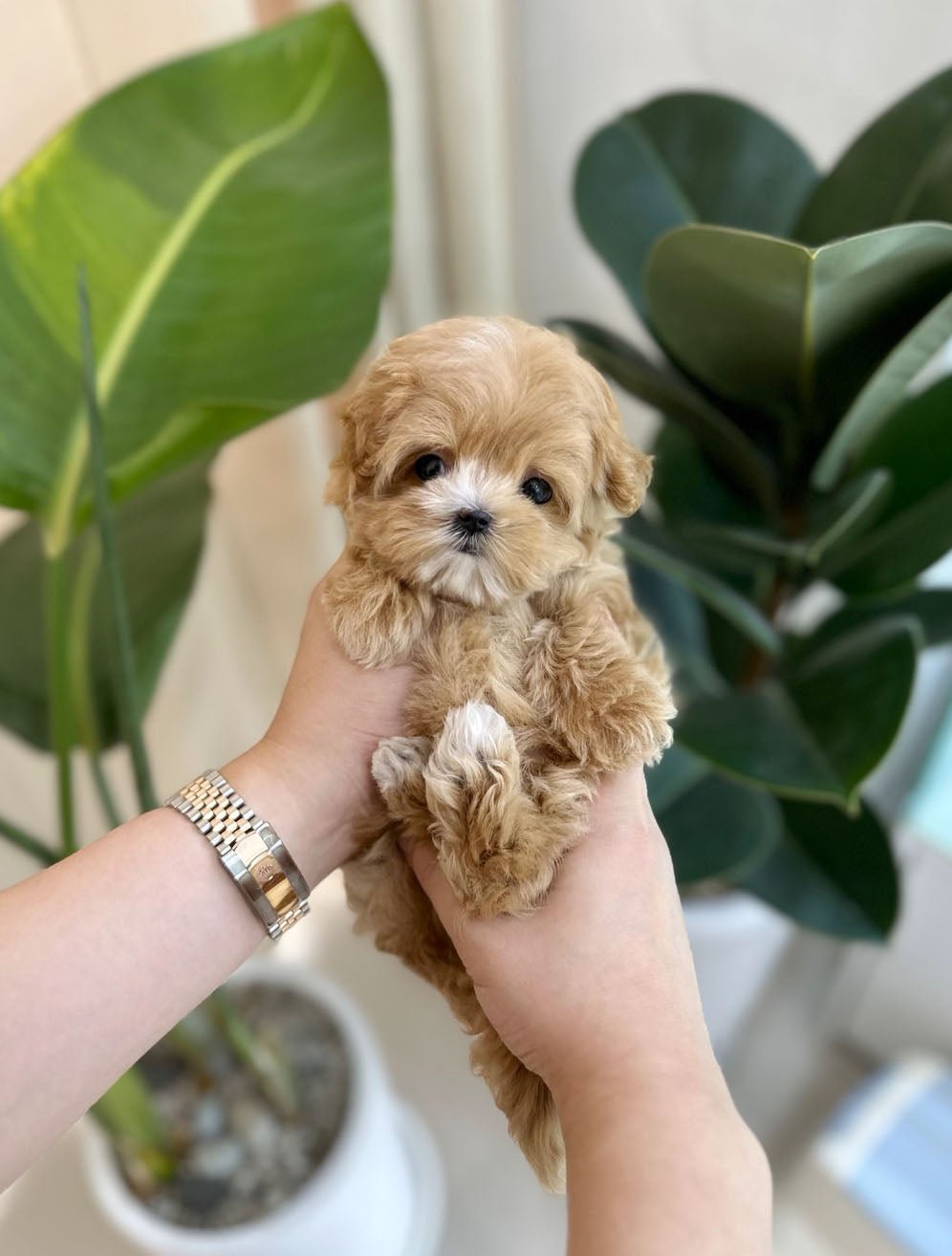 Maltipoo - Belle(Female) - Beautiful puppy teacup puppy with adorable features available for adoption from Velydog