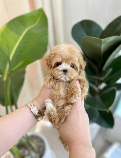 Maltipoo - Belle(Female) - Beautiful puppy teacup puppy with adorable features available for adoption from Velydog