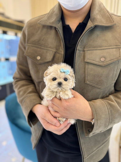 Maltipoo - Bench(Male) - Beautiful puppy teacup puppy with adorable features available for adoption from Velydog