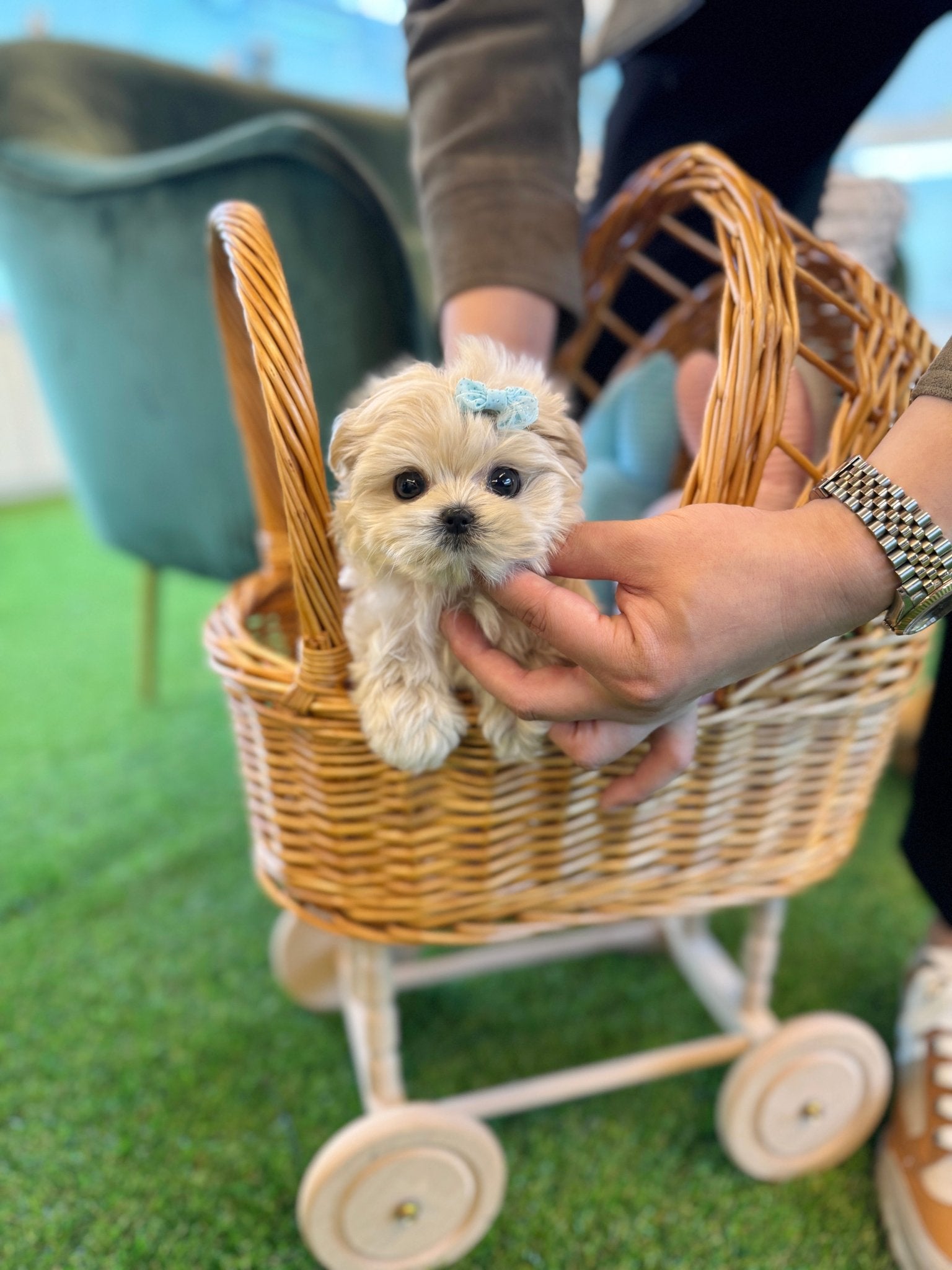 Maltipoo - Bench(Male) - Beautiful puppy teacup puppy with adorable features available for adoption from Velydog