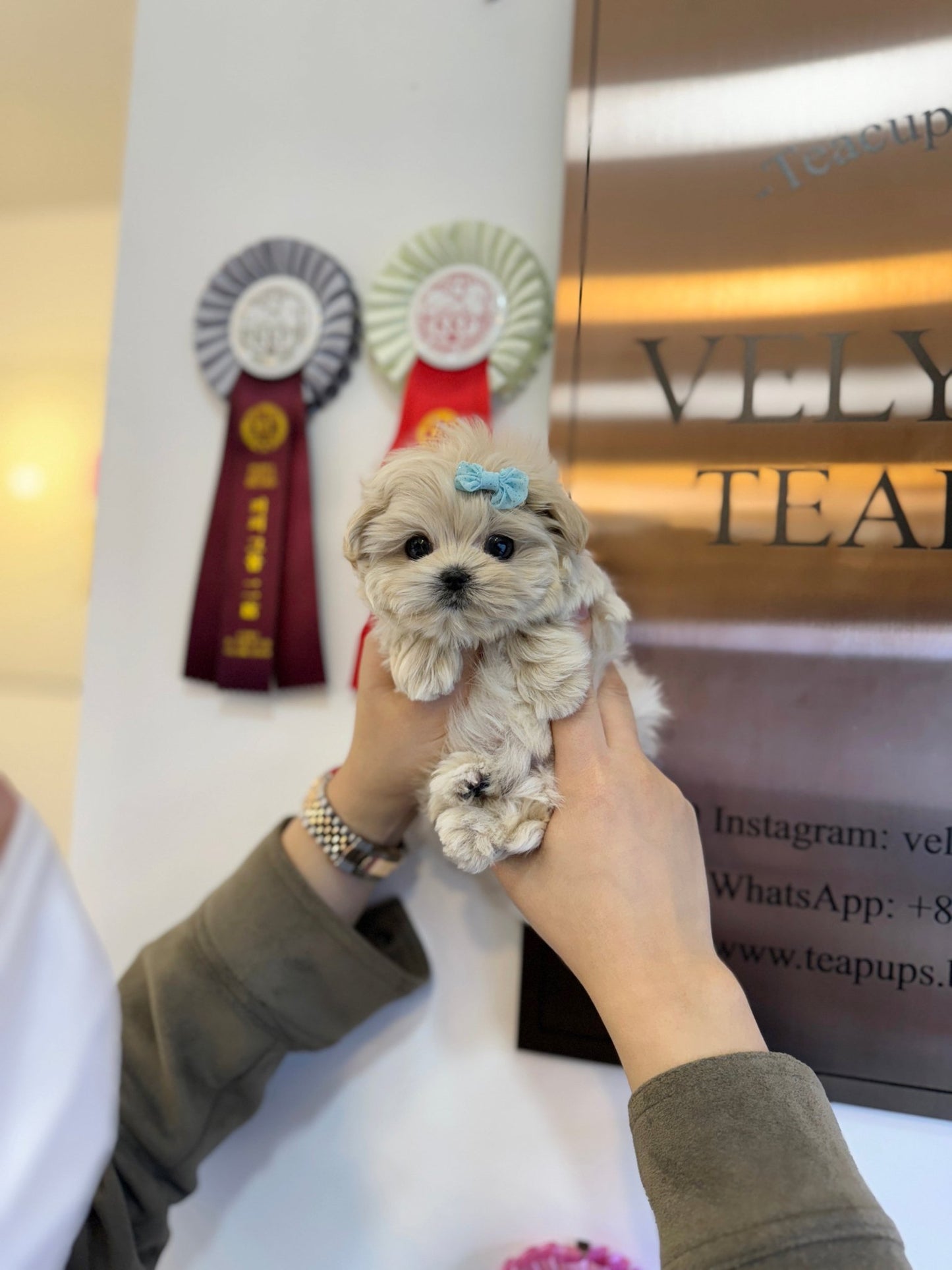 Maltipoo - Bench(Male) - Beautiful puppy teacup puppy with adorable features available for adoption from Velydog