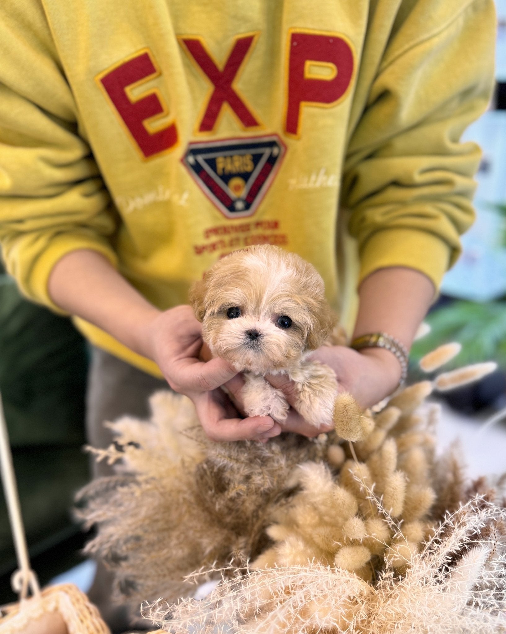 Maltipoo - Ben(Female) - Beautiful puppy teacup puppy with adorable features available for adoption from Velydog