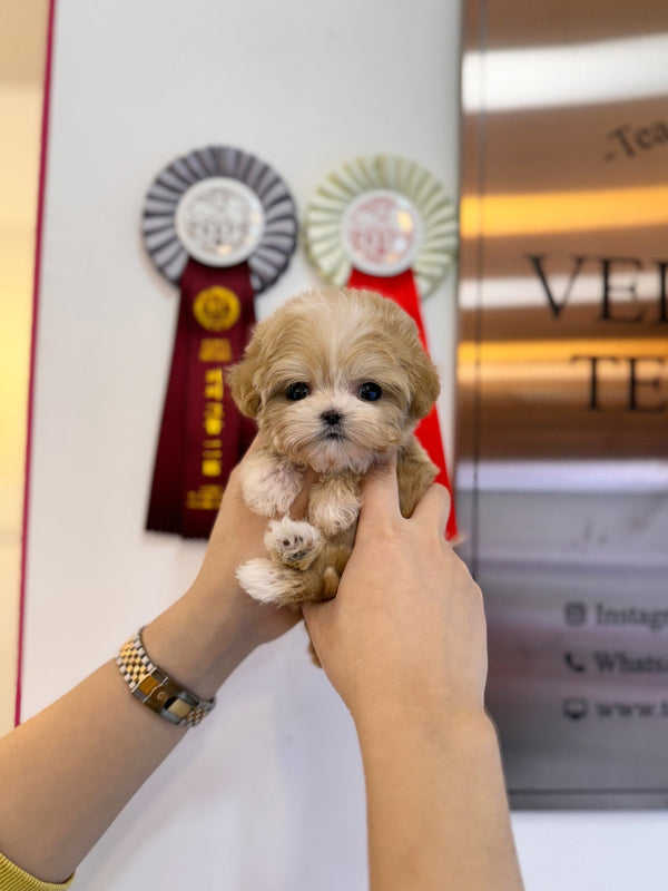 Maltipoo - Ben(Female) - Beautiful puppy teacup puppy with adorable features available for adoption from Velydog