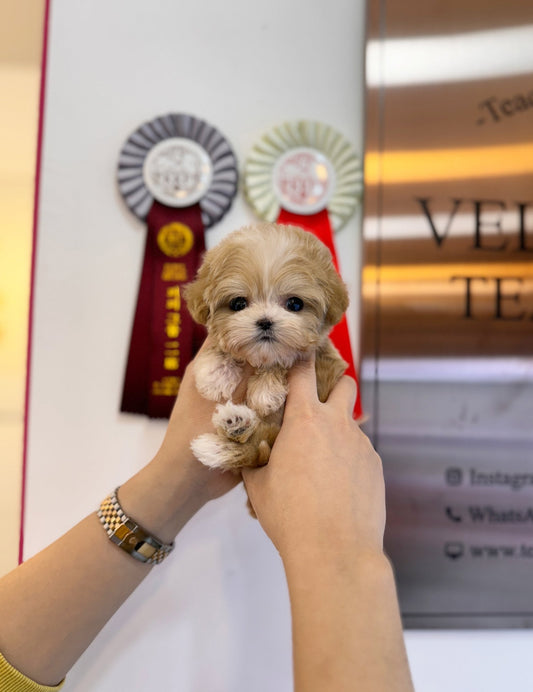 Maltipoo - Ben(Female) - Beautiful puppy teacup puppy with adorable features available for adoption from Velydog