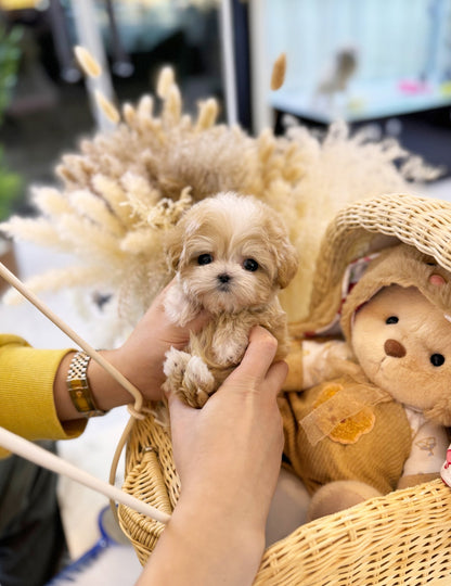 Maltipoo - Ben(Female) - Beautiful puppy teacup puppy with adorable features available for adoption from Velydog