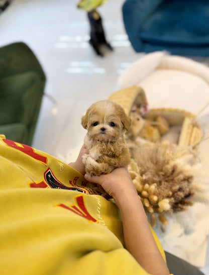 Maltipoo - Ben(Female) - Beautiful puppy teacup puppy with adorable features available for adoption from Velydog