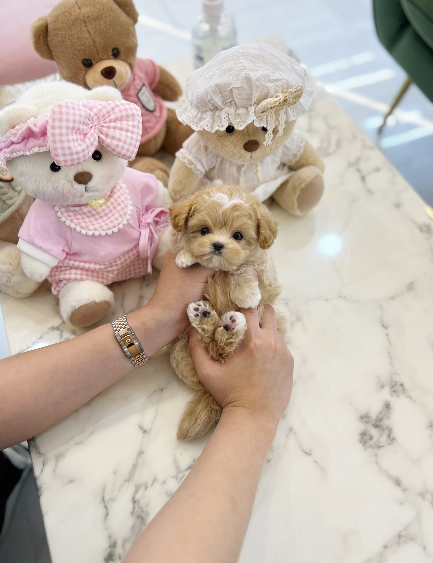 Maltipoo - Benny(Male) - Beautiful puppy teacup puppy with adorable features available for adoption from Velydog