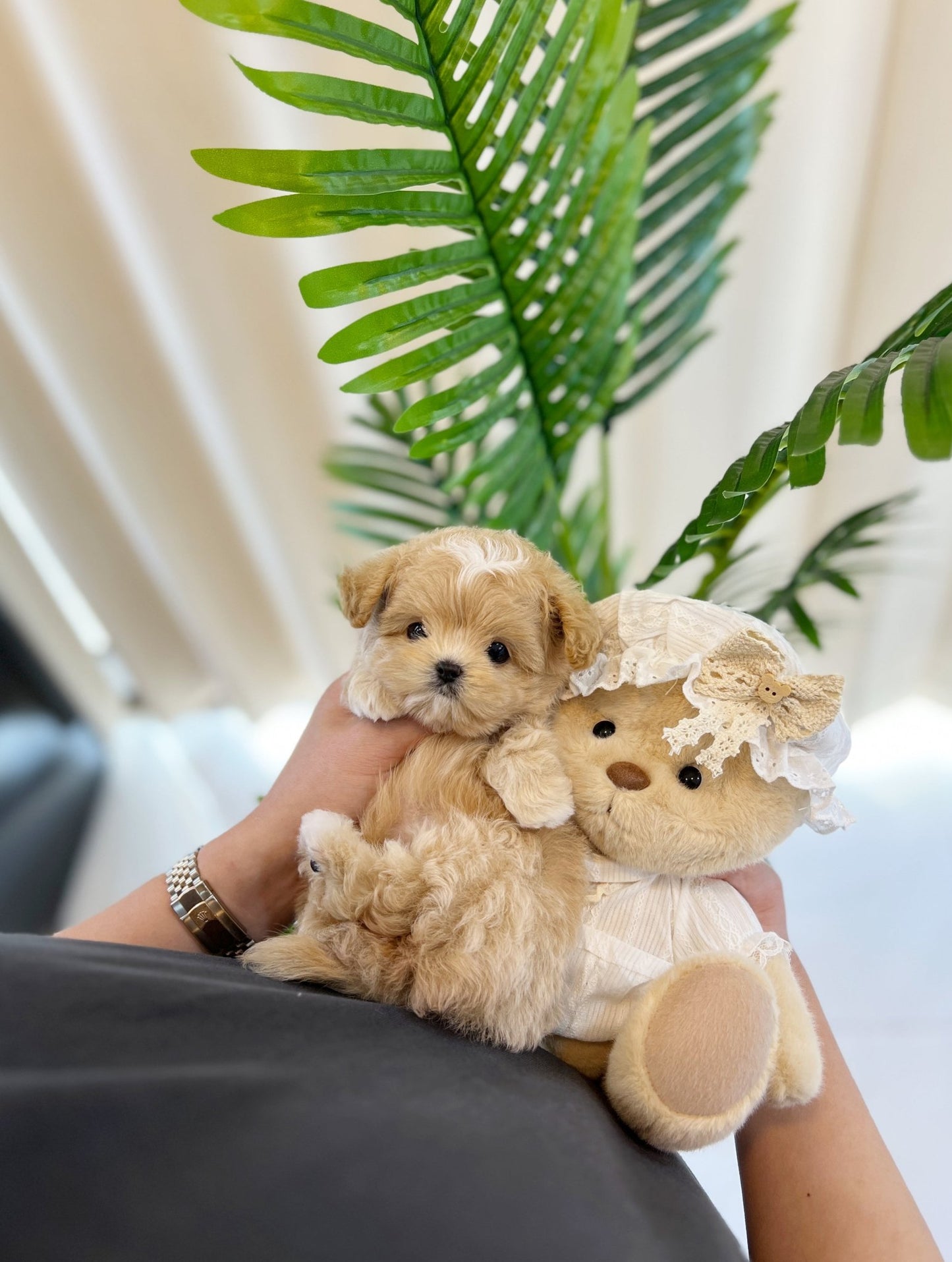 Maltipoo - Benny(Male) - Beautiful puppy teacup puppy with adorable features available for adoption from Velydog