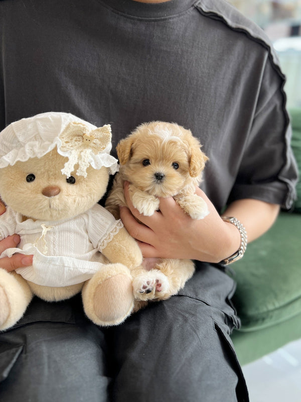 Maltipoo - Benny(Male) - Beautiful puppy teacup puppy with adorable features available for adoption from Velydog