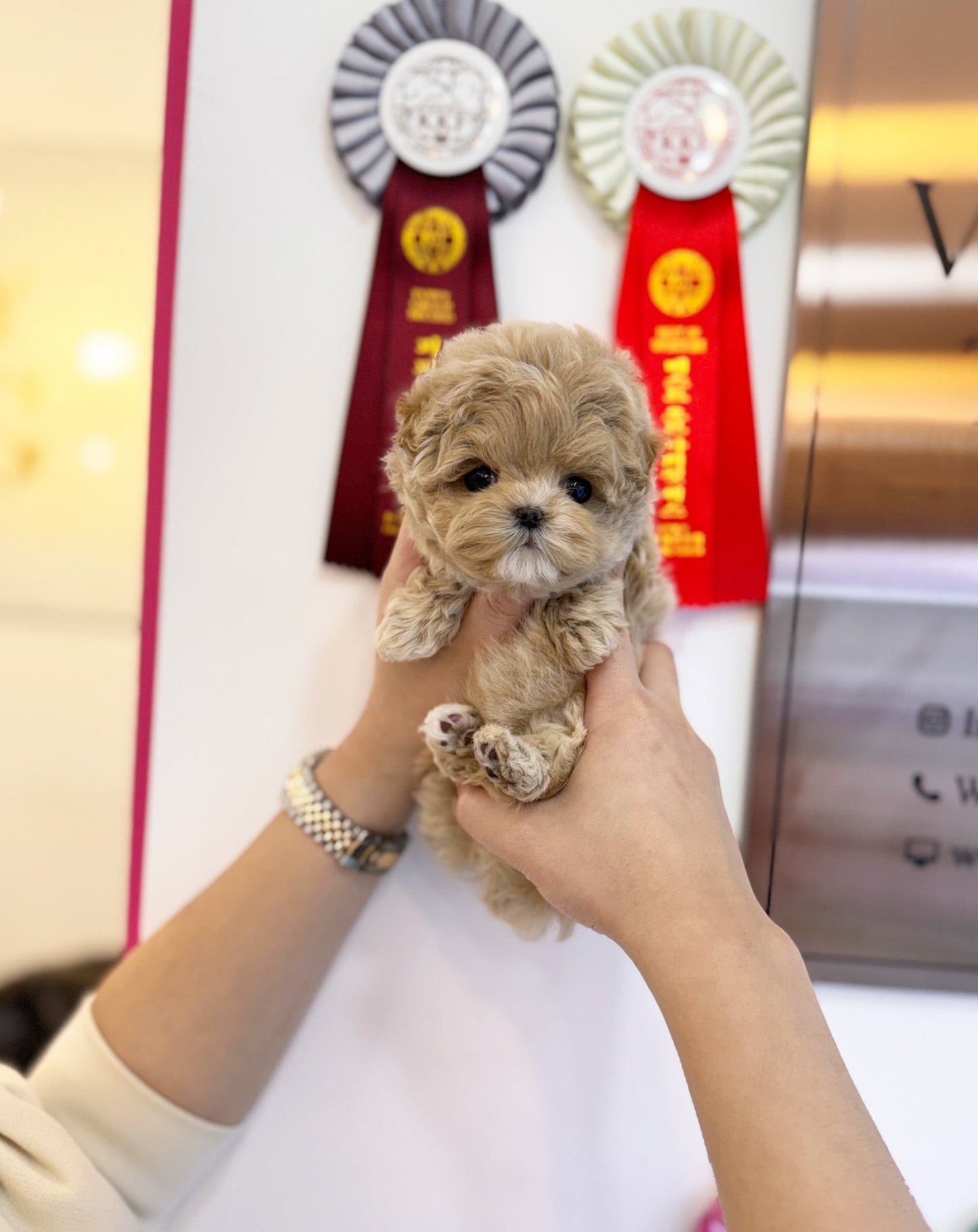 Maltipoo - Billie(Male) - Beautiful puppy teacup puppy with adorable features available for adoption from Velydog