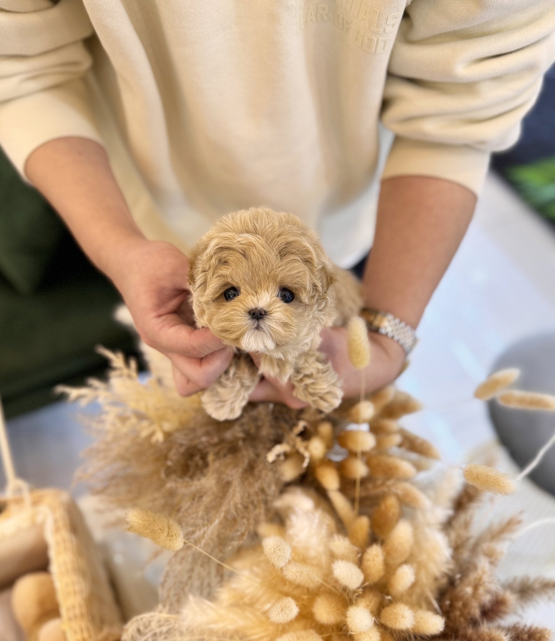 Maltipoo - Billie(Male) - Beautiful puppy teacup puppy with adorable features available for adoption from Velydog