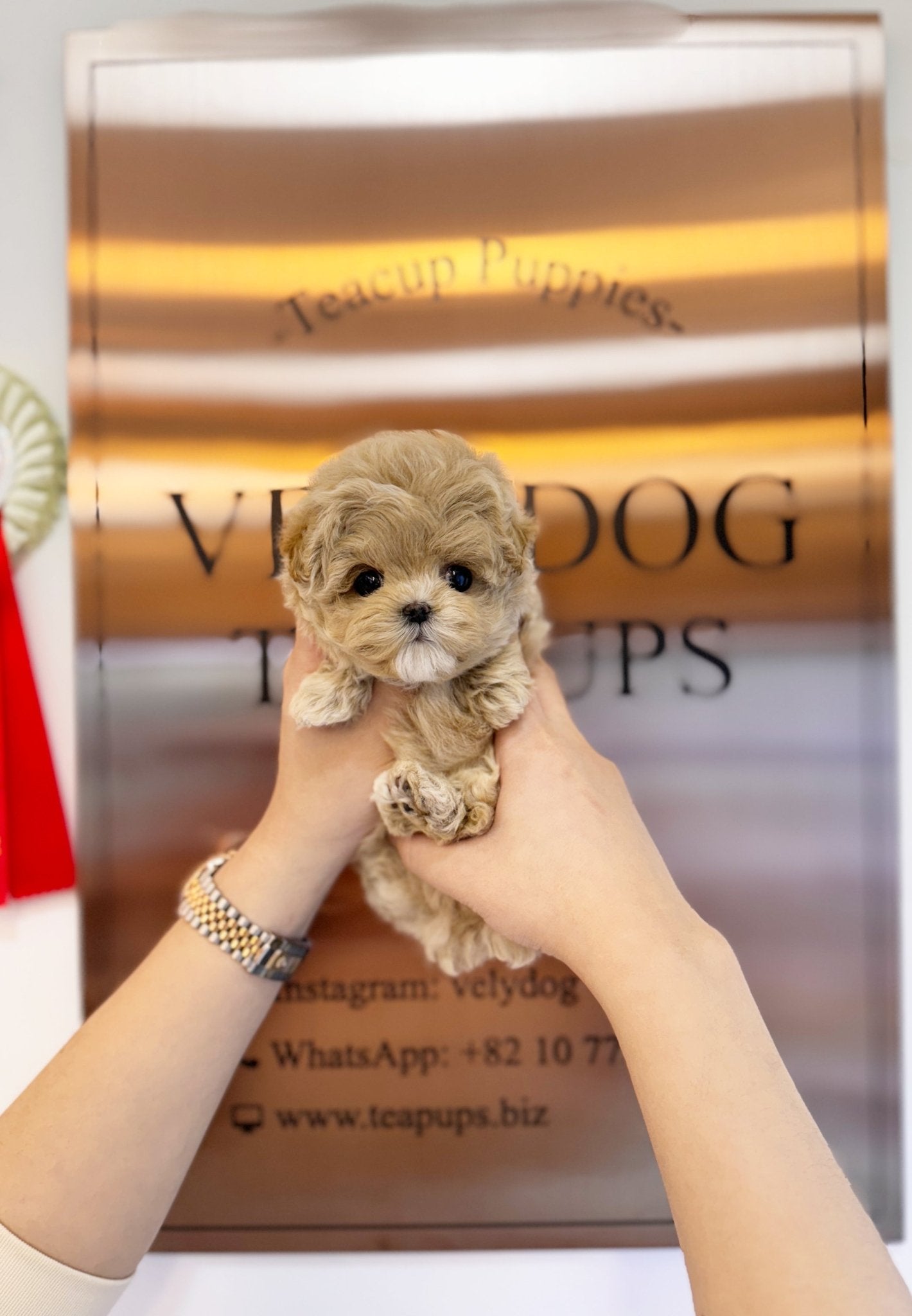 Maltipoo - Billie(Male) - Beautiful puppy teacup puppy with adorable features available for adoption from Velydog