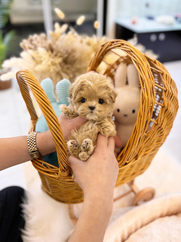 Maltipoo - Billie(Male) - Beautiful puppy teacup puppy with adorable features available for adoption from Velydog
