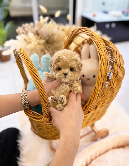 Maltipoo - Billie(Male) - Beautiful puppy teacup puppy with adorable features available for adoption from Velydog