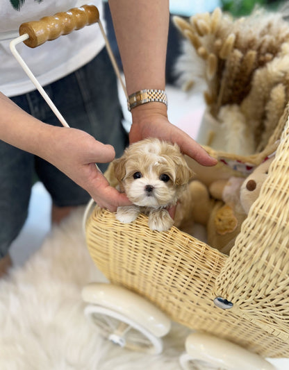 Maltipoo - Bingo(Male) - Beautiful puppy teacup puppy with adorable features available for adoption from Velydog