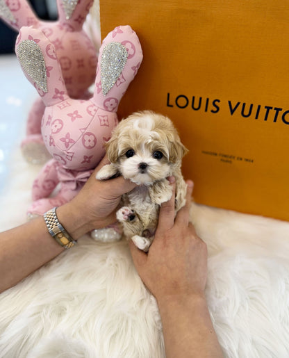 Maltipoo - Bingo(Male) - Beautiful puppy teacup puppy with adorable features available for adoption from Velydog