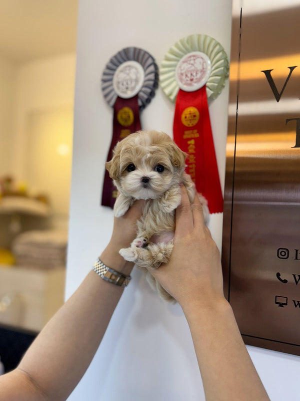 Maltipoo - Bingo(Male) - Beautiful puppy teacup puppy with adorable features available for adoption from Velydog