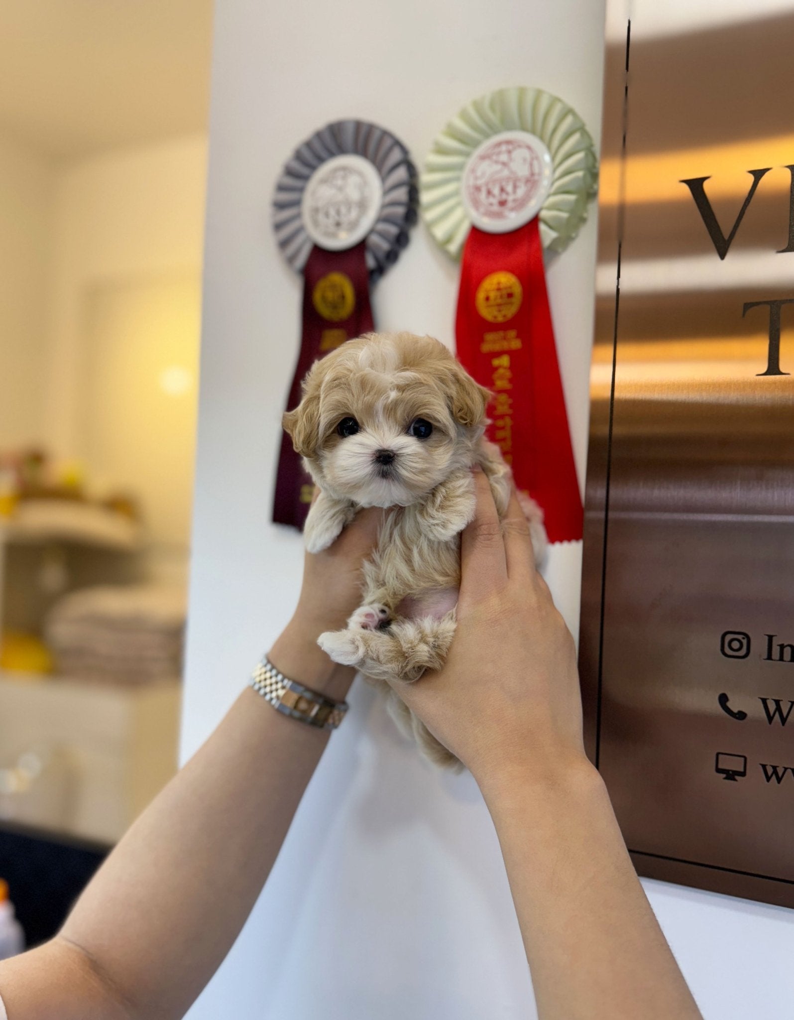 Maltipoo - Bingo(Male) - Beautiful puppy teacup puppy with adorable features available for adoption from Velydog