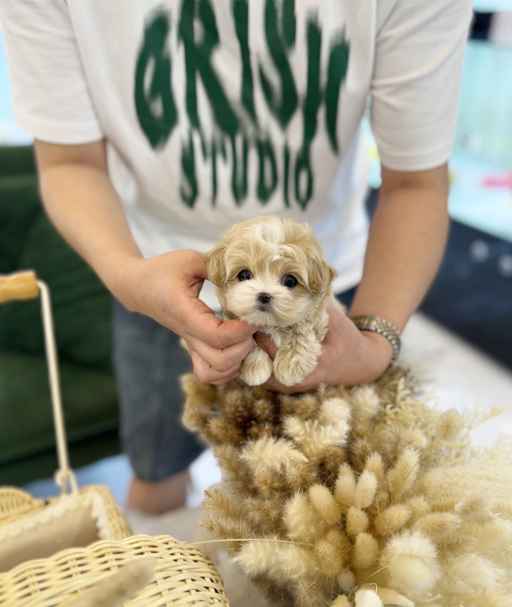 Maltipoo - Bingo(Male) - Beautiful puppy teacup puppy with adorable features available for adoption from Velydog