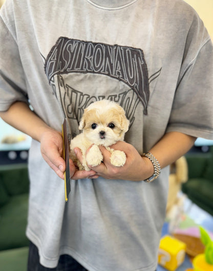 Maltipoo - Biscuit(Female) - Beautiful puppy teacup puppy with adorable features available for adoption from Velydog