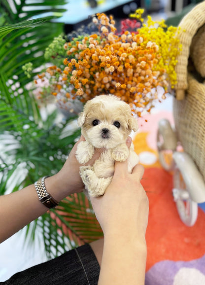 Maltipoo - Biscuit(Female) - Beautiful puppy teacup puppy with adorable features available for adoption from Velydog