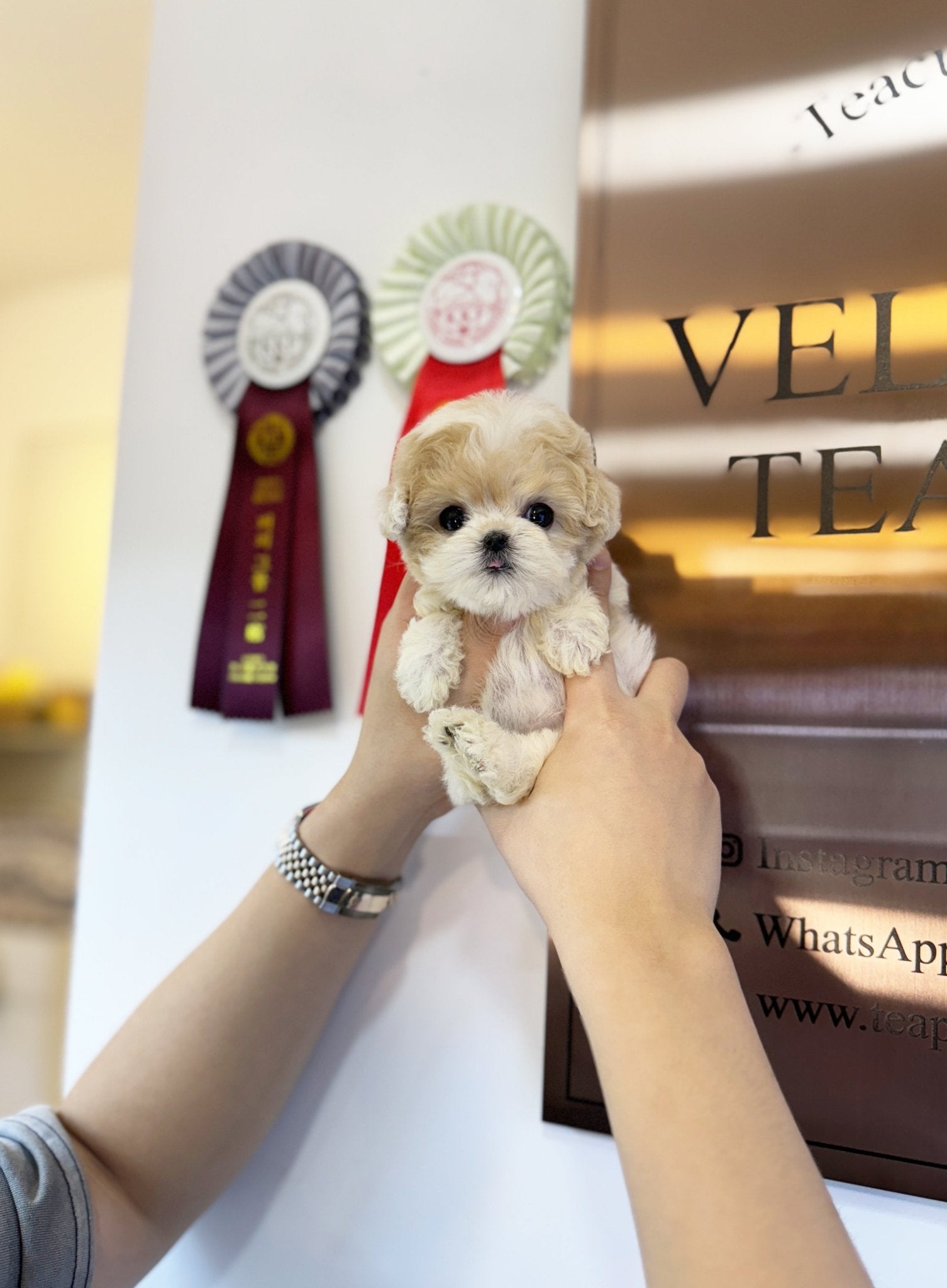 Maltipoo - Biscuit(Female) - Beautiful puppy teacup puppy with adorable features available for adoption from Velydog