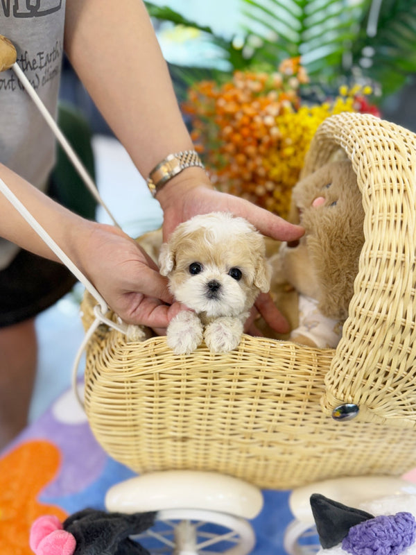 Maltipoo - Biscuit(Female) - Beautiful puppy teacup puppy with adorable features available for adoption from Velydog