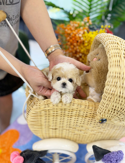 Maltipoo - Biscuit(Female) - Beautiful puppy teacup puppy with adorable features available for adoption from Velydog